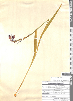 VOR 0024590