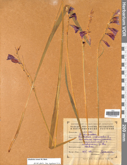 VOR 0024594