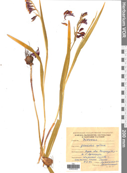 VOR 0024602