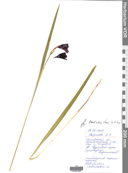 VOR 0024604