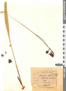 VOR 0024606