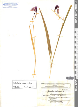 VOR 0024638