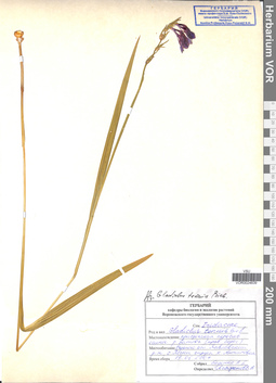 VOR 0024639