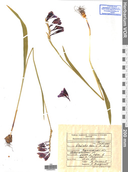 VOR 0024652