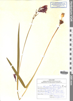 VOR 0024653