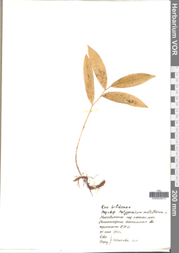 VOR 0023670
