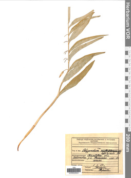 VOR 0026041