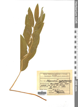 VOR 0026061