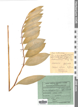 VOR 0026062
