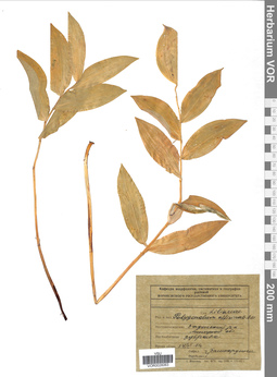 VOR 0026063