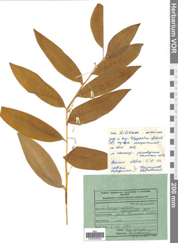 VOR 0026064