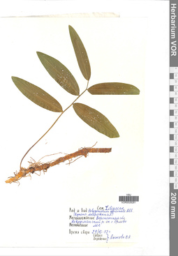 VOR 0026261