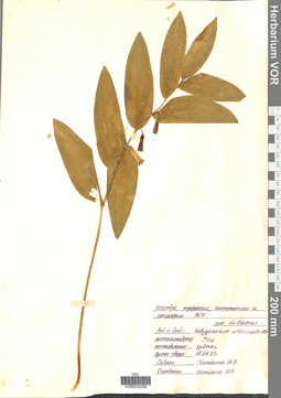 VOR 0026266