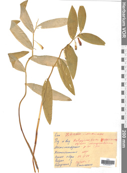 VOR 0026271