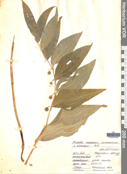 VOR 0026286
