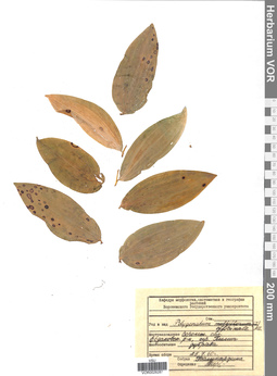VOR 0026287