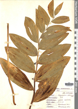 VOR 0026291