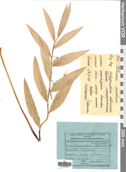 VOR 0026307