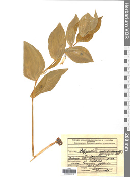 VOR 0026316