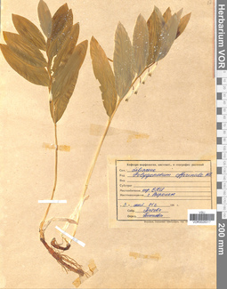 VOR 0026317