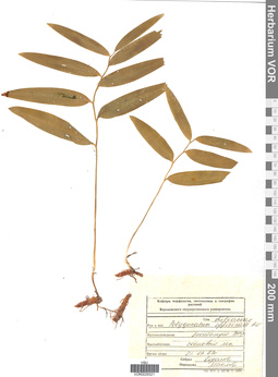 VOR 0026321