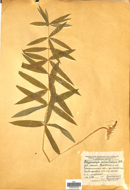 VOR 0026059