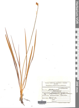 VOR 0026784
