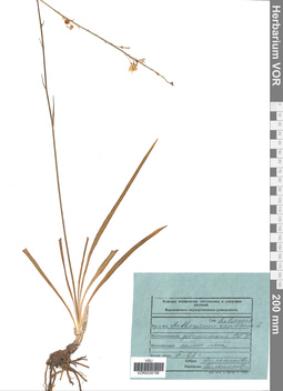 VOR 0026796