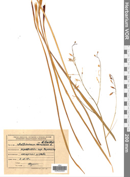 VOR 0026808
