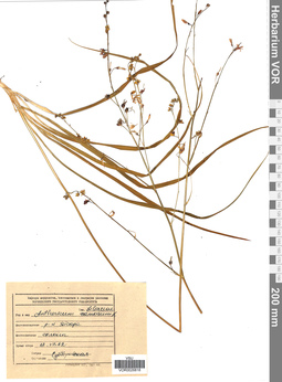 VOR 0026818