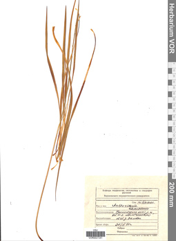 VOR 0027241