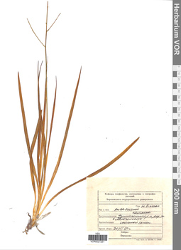 VOR 0027251