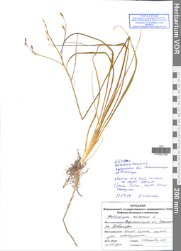 VOR 0027256