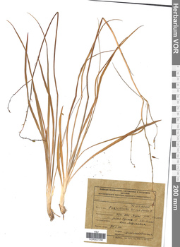 VOR 0027290