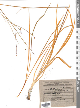 VOR 0027294