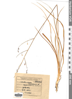 VOR 0027296