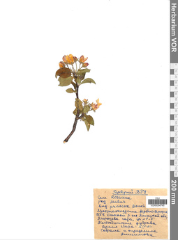 VOR 0004745