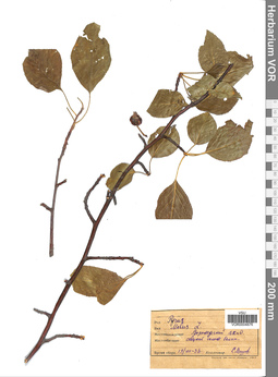 VOR 0004876