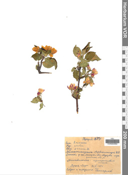 VOR 0004882