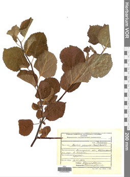 VOR 0004883
