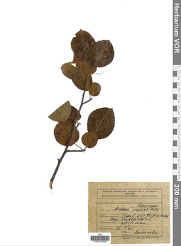 VOR 0004885
