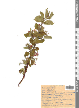 VOR 0004886