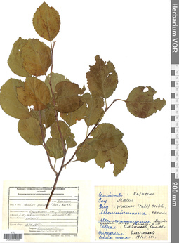 VOR 0004888
