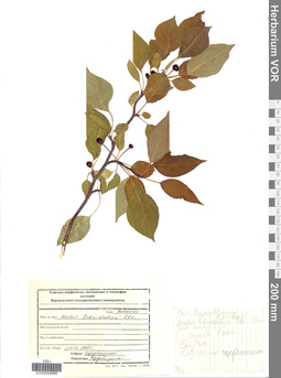 VOR 0004889