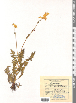 VOR 0005768