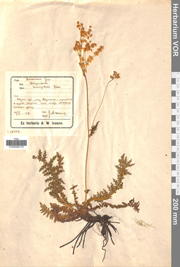 VOR 0005770