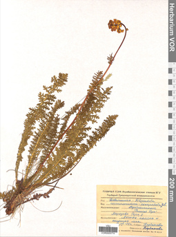 VOR 0005774