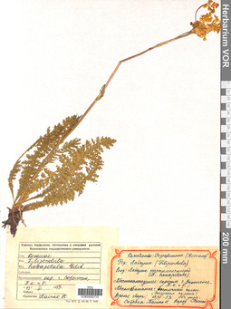 VOR 0005775