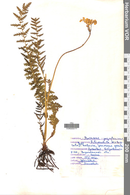 VOR 0005777