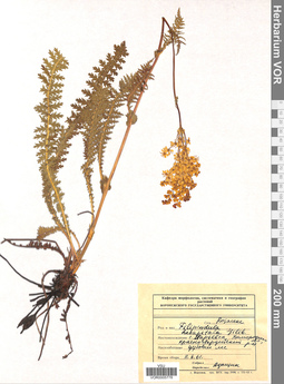 VOR 0005778